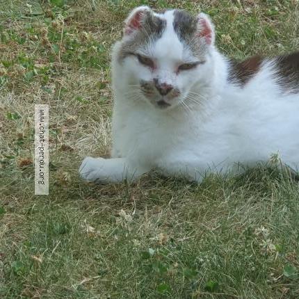 Photo 1/1 Arsouille Chat perdu à Bernin