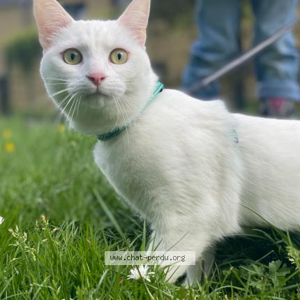 Photo de chat perdu à Rouans