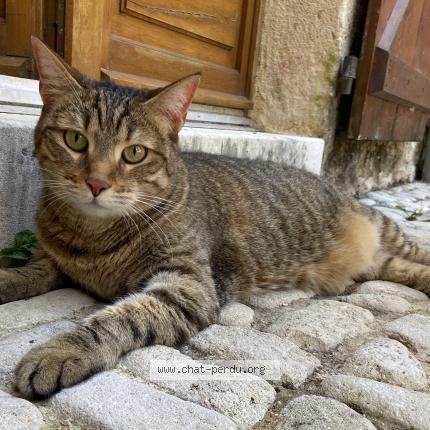 Photo 1/1 LILI Chat perdu à Lherm