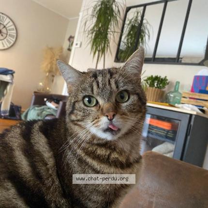 Photo 1/1 Minouchon ou rio Chat perdu à Saint usage