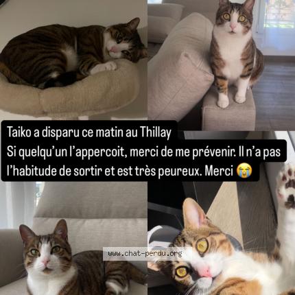 Photo de chat perdu à Le Thillay