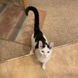 Photo de chat perdu à Minooka