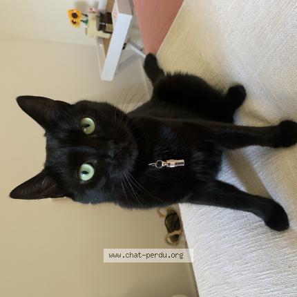 Photo 1/1 Joy Chat perdu à Gorbio