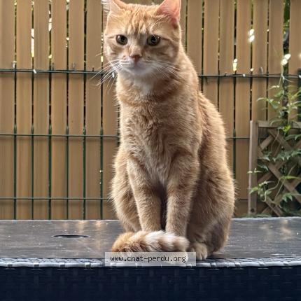 Photo de chat perdu à Saclay
