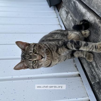 Photo 1/1 Suki Chat perdu à Montreal