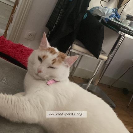 Photo 1/2 Oasis Chat perdu à Montauban