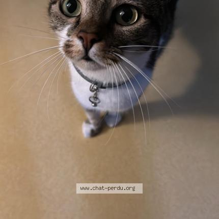 Photo 1/1 Tiana Chat perdu à Warluis