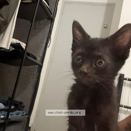 Photo 1/1 Layana Chat perdu à Orange