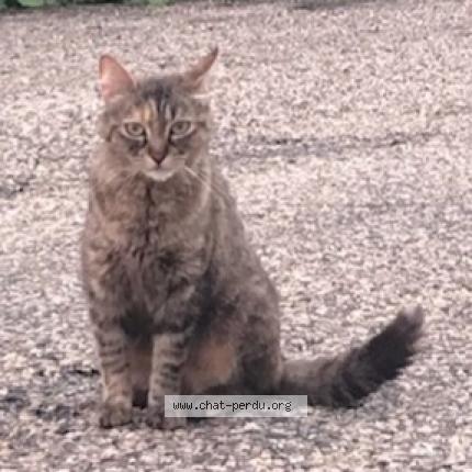 Photo 1/1 Chat retrouvé Perdu à Lesperon