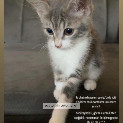 Photo 1/1 Louloute Chat perdu à Le thillay