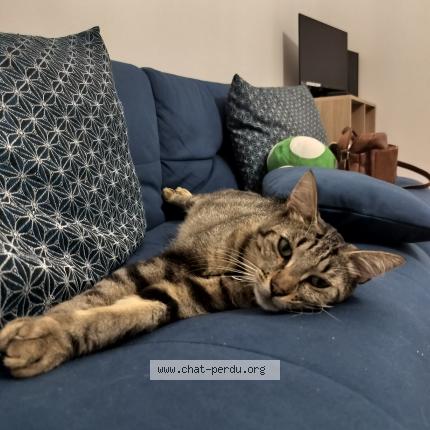 Photo 1/1 Yuna Chat perdu à Vay