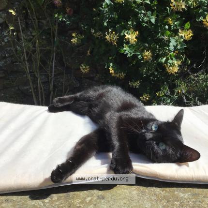 Photo 1/1 Masha Chat perdu à Jobourg