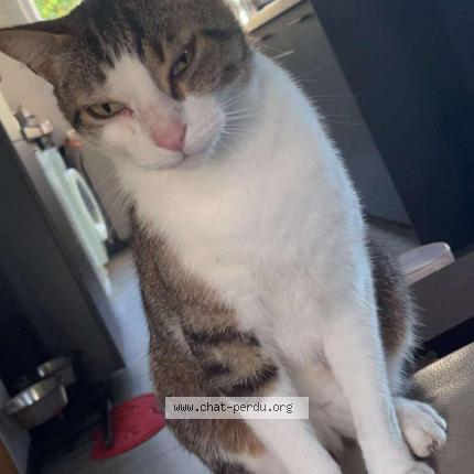 Photo 1/1 Pablo Chat perdu à Seysses