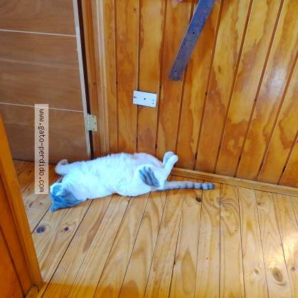 Photo 1/1 Enrique Chat perdu à Santiago