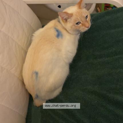 Photo de chat perdu à Vermelles