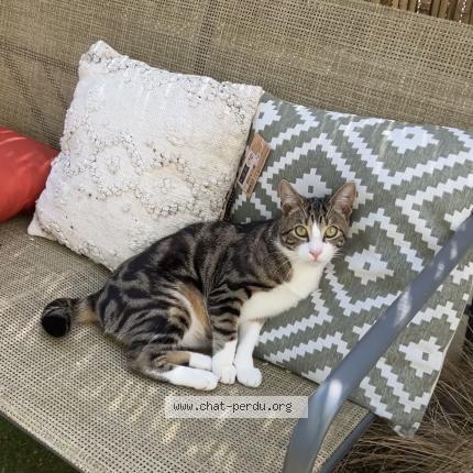 Photo 1/1 Volki Chat perdu à Aytre