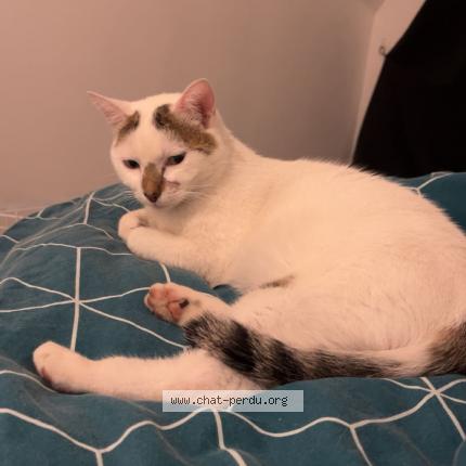 Photo de chat trouvé à Grigny