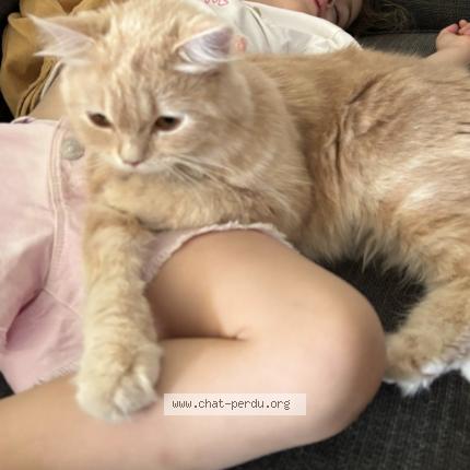 Photo 1/1 Louve Chat perdu à Floirac