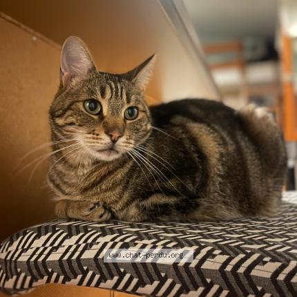Photo 1/1 Chat retrouvé Perdu à Merignac