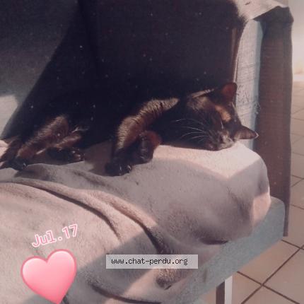 Photo de chat perdu à Toul