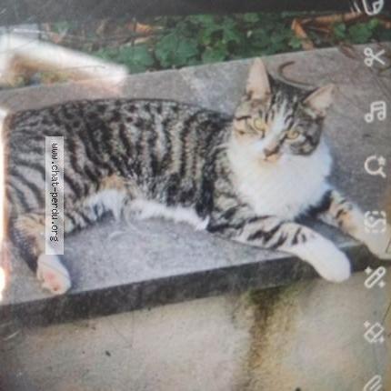 Photo 1/1 Lyly Chat perdu à Anderlecht