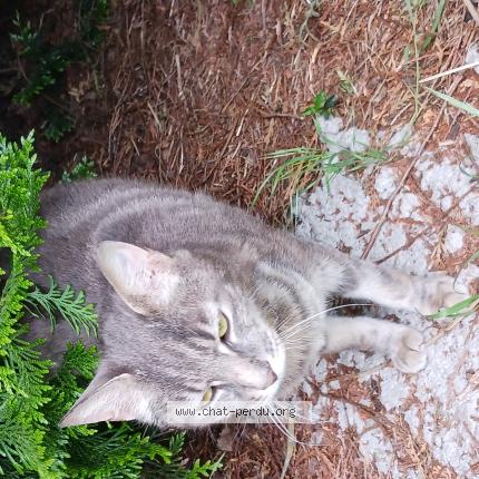 Photo 1/1 Mistigri Chat perdu à Fechain