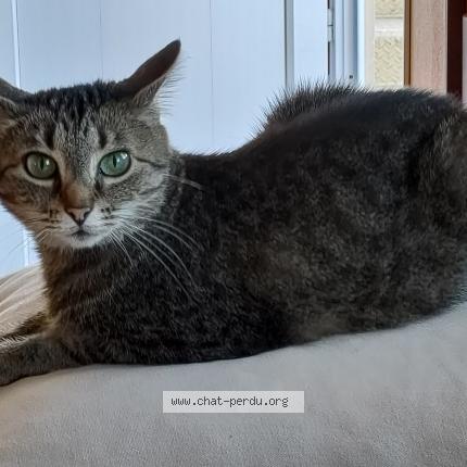 Photo 1/1 croquette Chat perdu à Saint aubin le monial