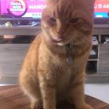 Photo de chat perdu à Buenos Aires