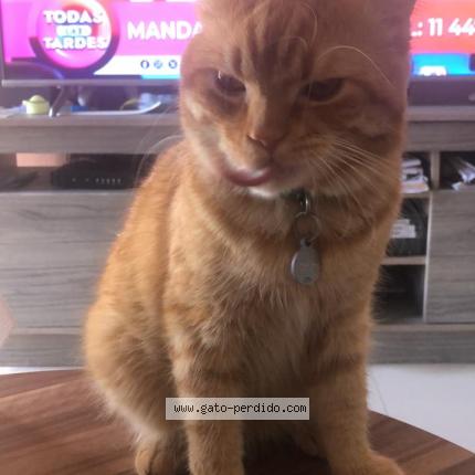 Photo 1/1 Pinti Chat perdu à Buenos aires