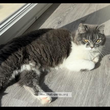 Photo 1/1 Rebelle Chat perdu à Halluin