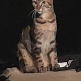 Photo de chat perdu à Monce En Belin