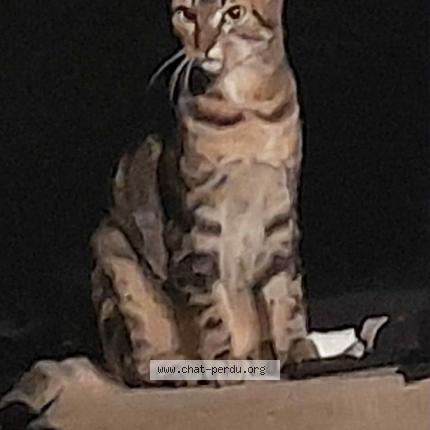 Photo 1/1 Chat retrouvé Perdu à Monce en belin