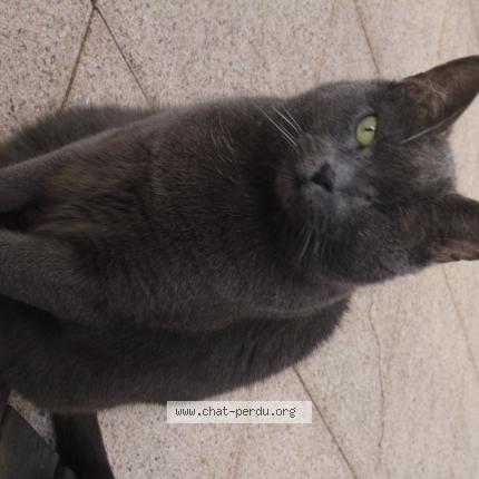 Photo 1/1 tigone Chat perdu à Roumazieres loubert