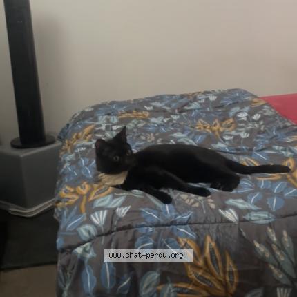 Photo de chat perdu à Barmainville