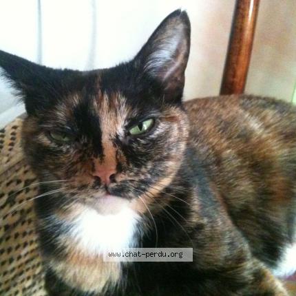 Photo 1/1 Le Tchad Chat perdu à Montreal