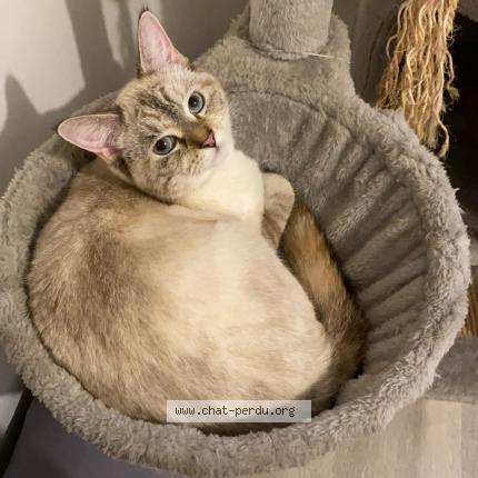 Photo 2/2 Moula Chat perdu à Lillers