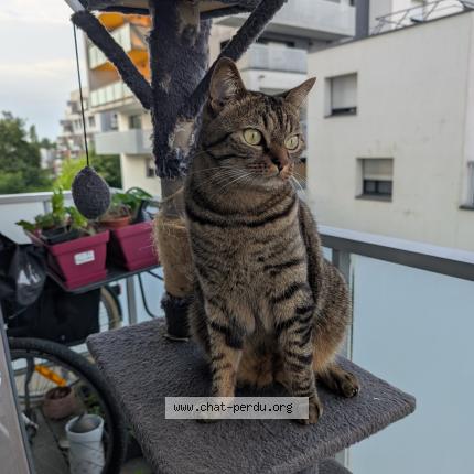 Photo 1/1 Chat retrouvé Perdu à Rennes