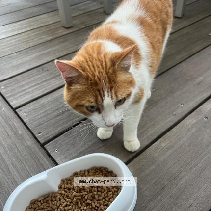 Photo de chat perdu à Maulevrier