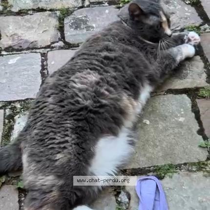 Photo 1/1 Caramel Chat perdu à Falaise