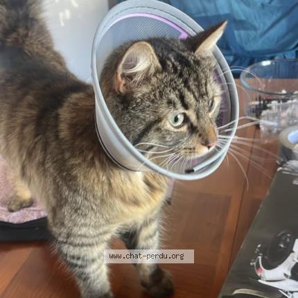 Photo de chat perdu à Olle