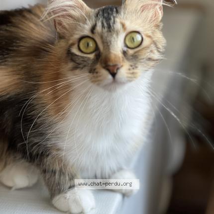 Photo 1/1 Moka Chat perdu à Sedan