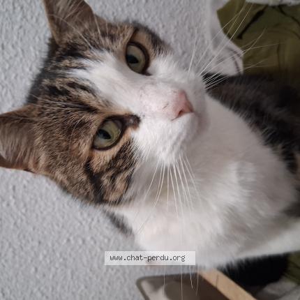 Photo 1/1 Gloo Chat perdu à Sisteron