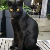 Photo de chat perdu à Le Mans