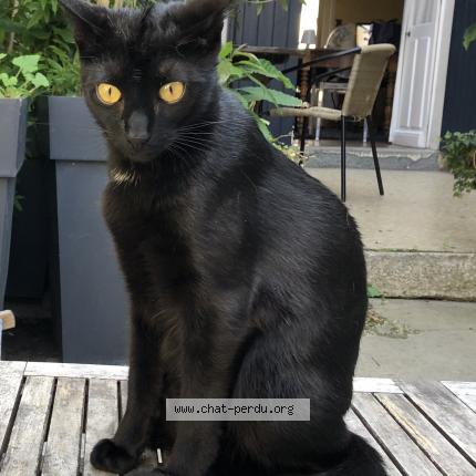 Photo 1/1 Chat retrouvé Perdu à Le mans