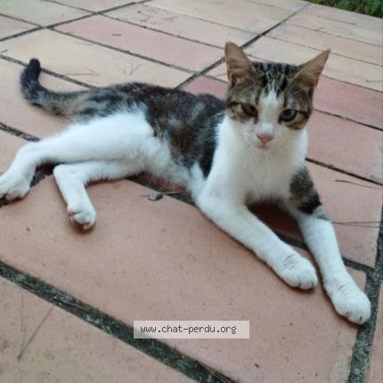Photo 1/1 Chat retrouvé Trouvé à St Vincent De Barbeyrargues