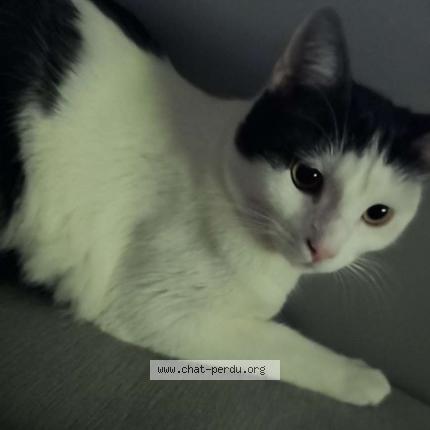 Photo 1/1 Tara Chat perdu à Chatel guyon