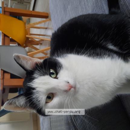 Photo de chat perdu à Bernes Sur Oise