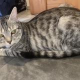 Photo de chat perdu à Lescar