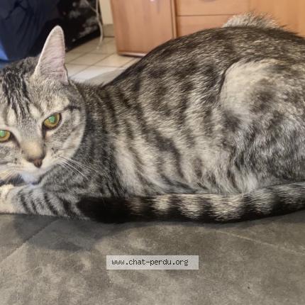 Photo 1/1 Chat retrouvé Perdu à Lescar