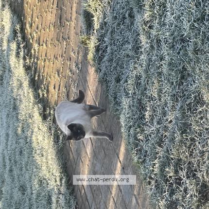 Photo 1/1 Chat retrouvé Perdu à Nogent le sec